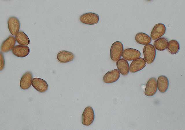 Galerina spec. Cod.DSCN 9112